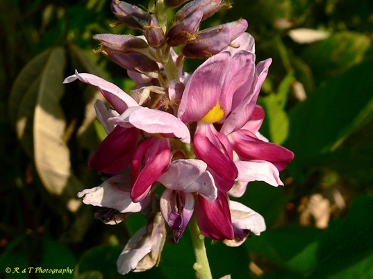 {Pueraria montana var. lobata}